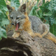 Illustration for article titled Wednesday Woof - Urocyon littoralis Edition